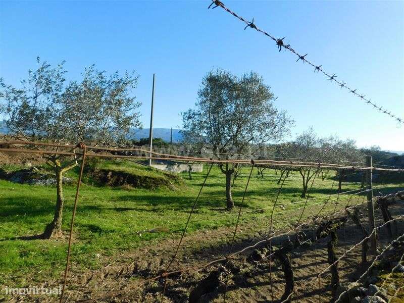 Quinta / Seia, Paranhos - Grande imagem: 3/11