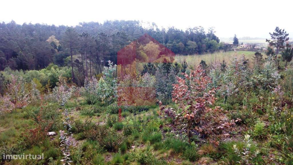 Terreno florestal, Vila Verde - Grande imagem: 4/8