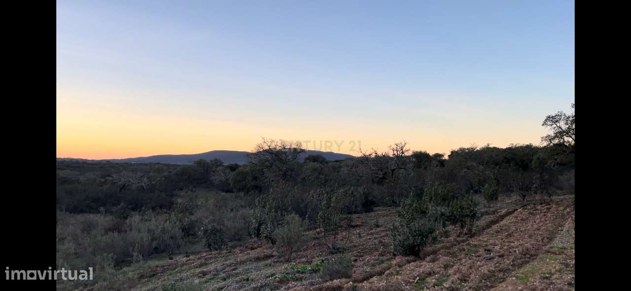 Terreno Montado Sobreiros/Azinheiras , 43 Hectares, Vale de Grou - Sob - Grande imagem: 2/26