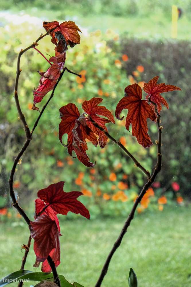 Moradia T5 renovada com piscina, perto da Ericeira.-42