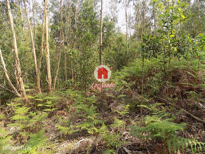 Terreno rústico com 6300m2 em Esmeriz, VNF - Grande imagem: 4/4