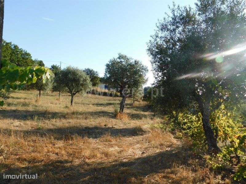 Terreno / Seia, Seia - Grande imagem: 5/12