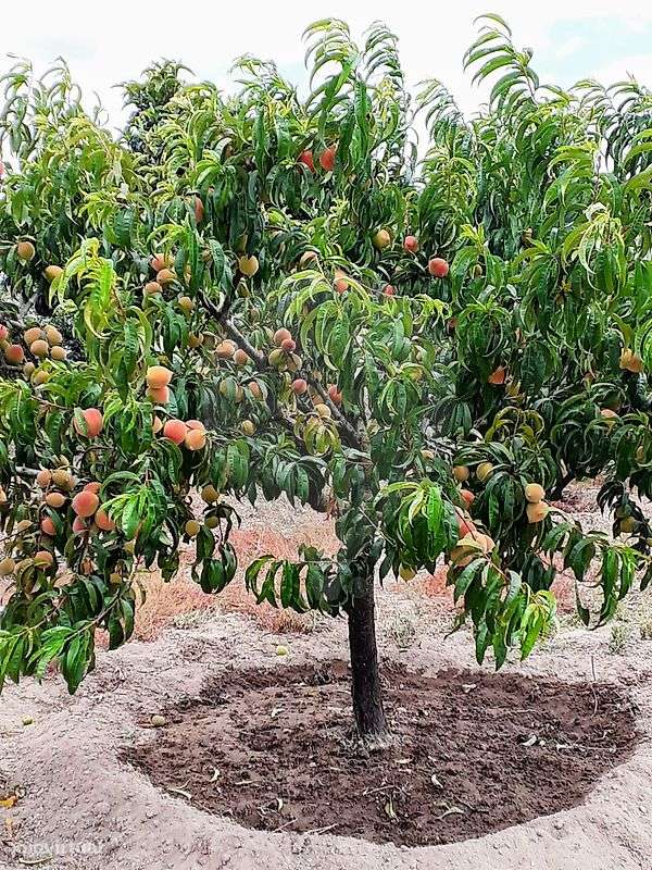 Terreno  para venda - Grande imagem: 5/28