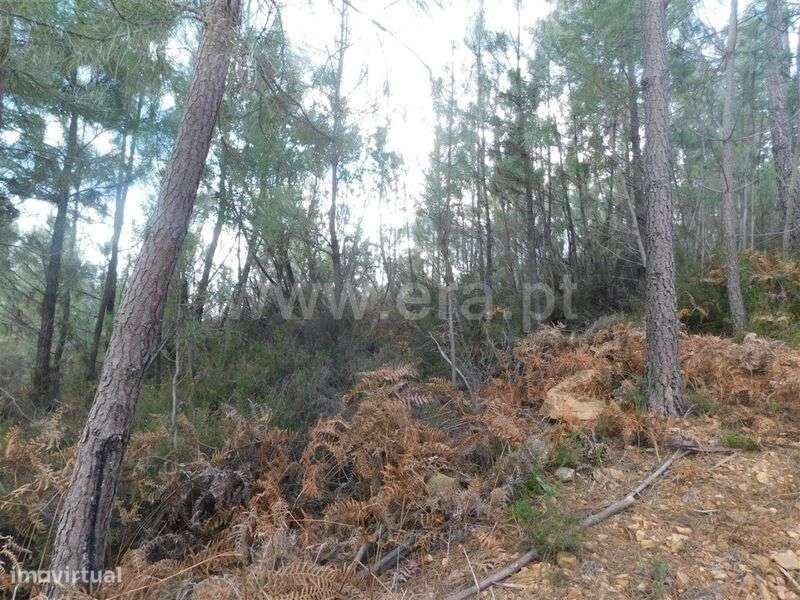 Terreno / Fundão, Souto da Casa - Grande imagem: 4/4