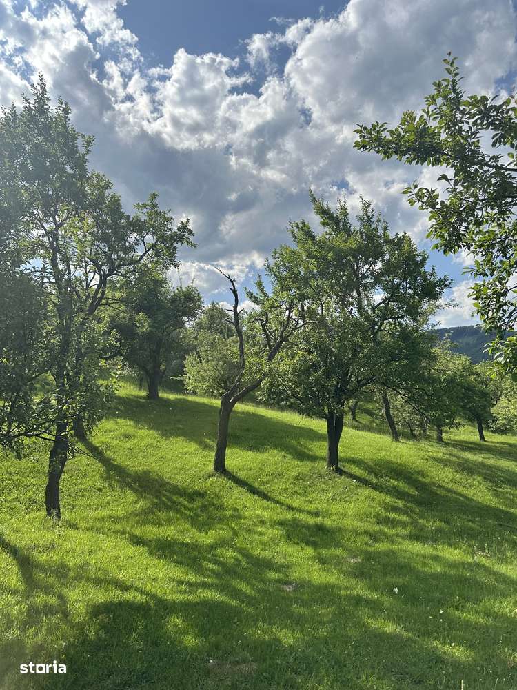 Sotrile - teren foarte frumos - 10000 mp - 18 Euro/mp - Imagine principală: 4/12