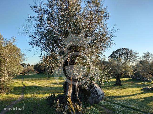 OLIVAL PARA VENDA EM CARRAPATELO - CORVAL-21