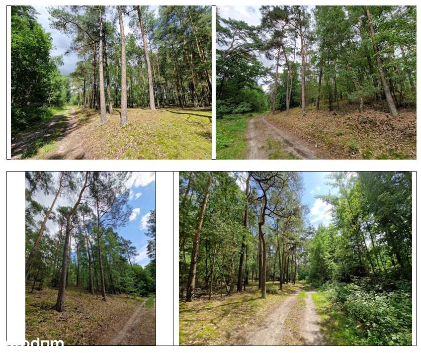 działka leśna I  12300 m2  I gm. Gryfino-0