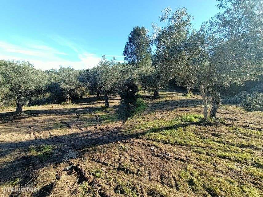 Quinta com 47.000 m2 junto ao Rio Calvo, em Valpaços, ideal p/ turismo-5