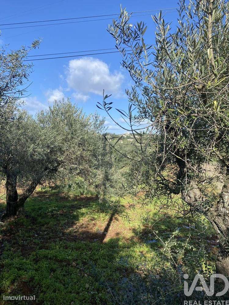 Terreno Agrícola em São Brás de Alportel - Grande imagem: 4/10