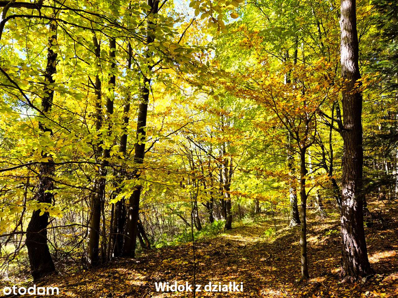 Widokowa działka z własnym lasem! - pod dom, domek weekendowy, domki-17
