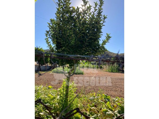 T3 ODEMIRA 379 000€.
MONTE ALENTEJANO ..-23