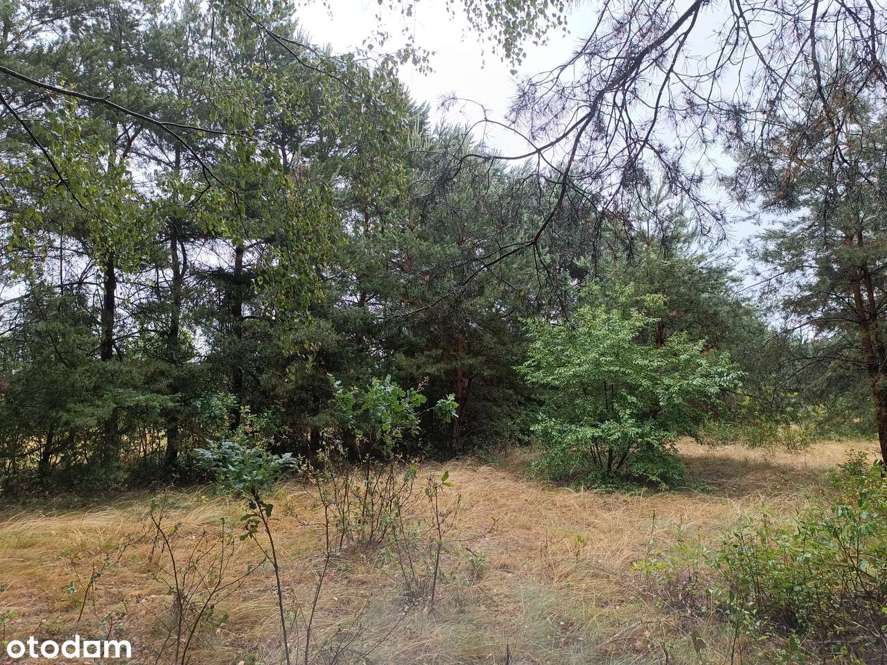 OKAZJA działka budowlana Goławice Drugie k. Pomiechówka - Pełny obrazek: 5/8