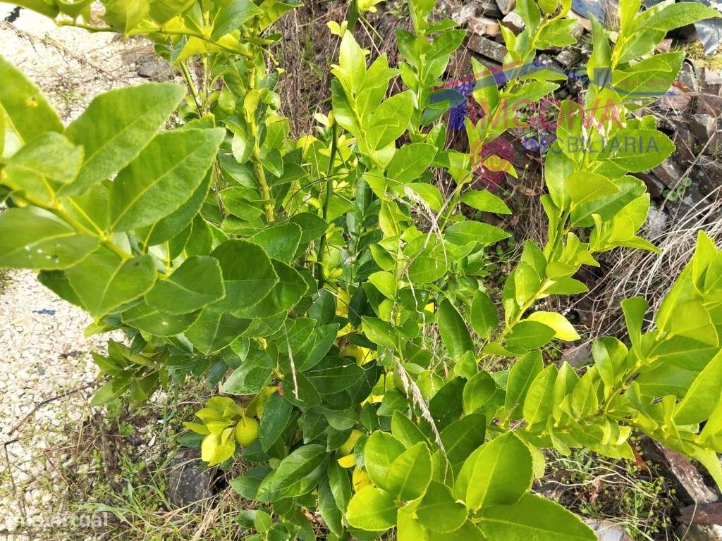 Terreno sustentável em Graça, Pedrogão Grande-22