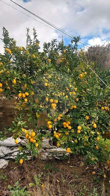 Terreno  para venda-5