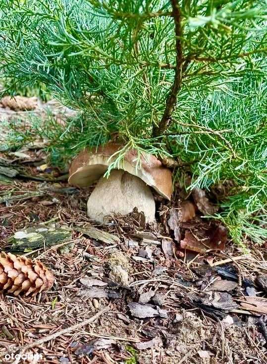 Lewinko  dom w pełni wyposażony, jacuzzi, sauna - Pełny obrazek: 5/20