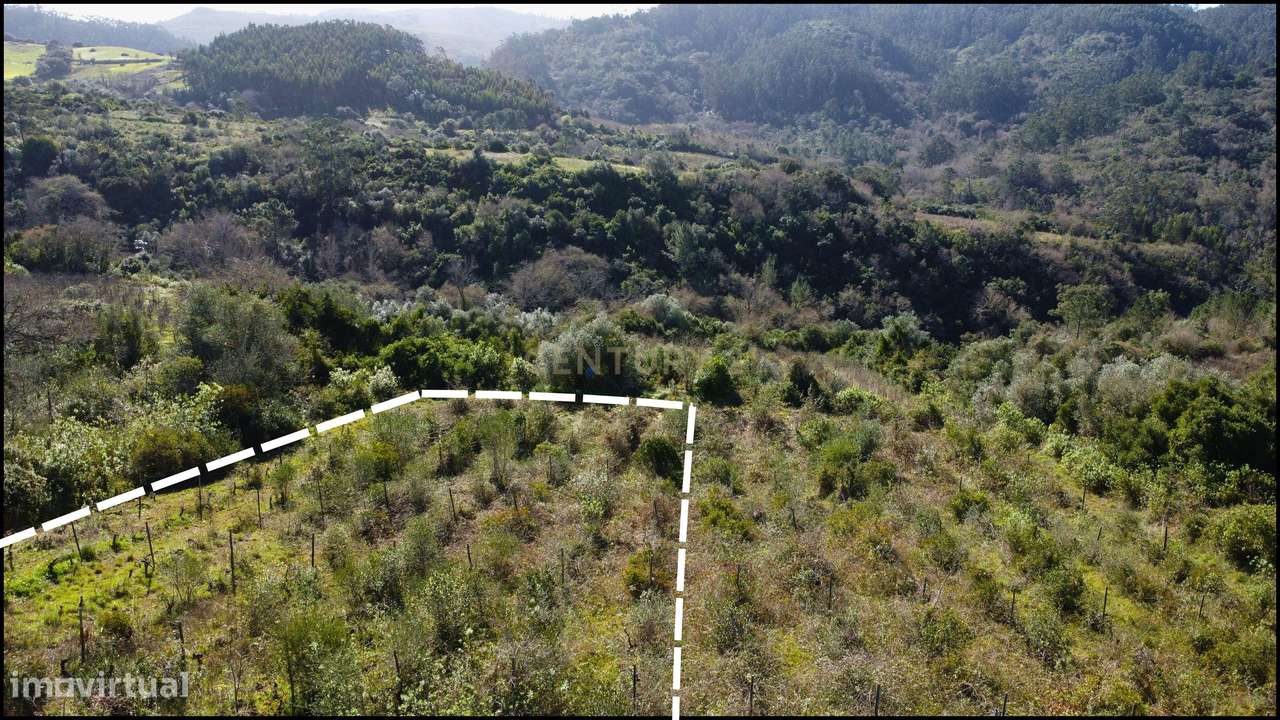 Terreno Agrícola com Vinha 4562 m² – Chanca, Sobral da Abelheira - Grande imagem: 3/8