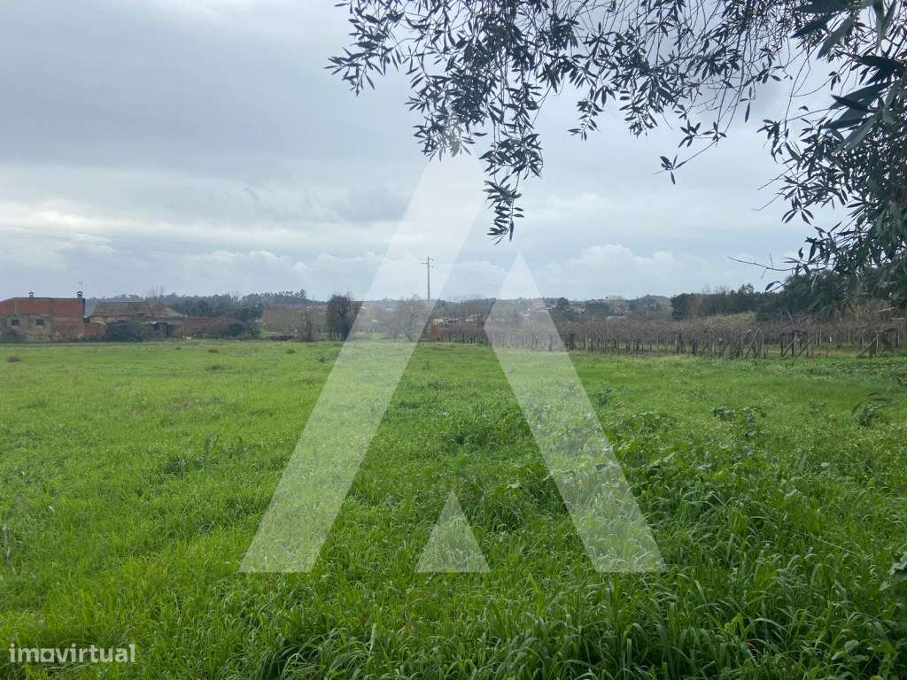 Terreno na Amoreira da Gândara em Anadia-8