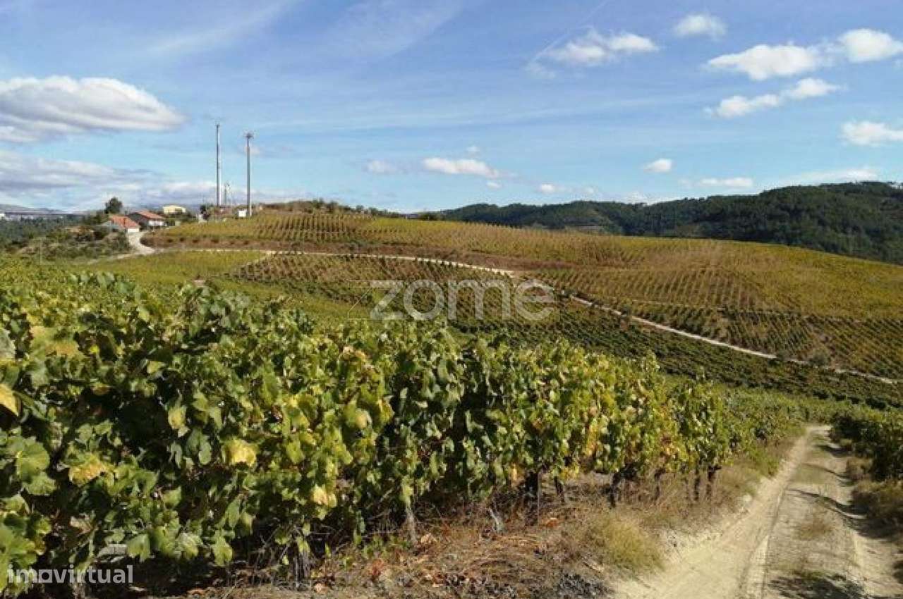 ✨ História e Rentabilidade – Quinta Brasonada do Séc. XVI - Grande imagem: 3/26