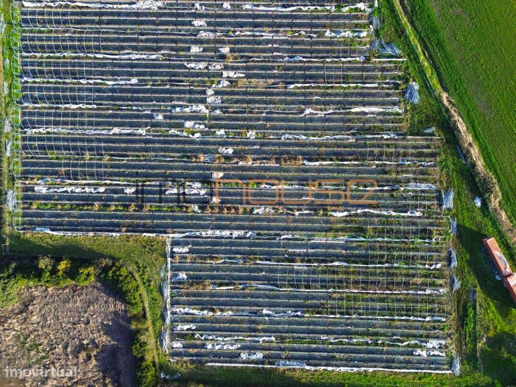 Quinta de 3,24ha - A 5min. Montemor-o-Velho-4