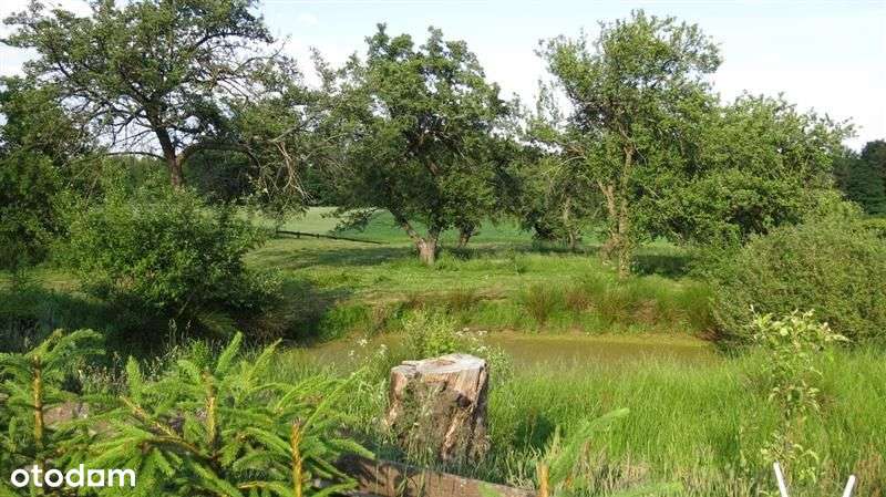 Działka - Chojna Obręb Kolonia - Pełny obrazek: 5/9