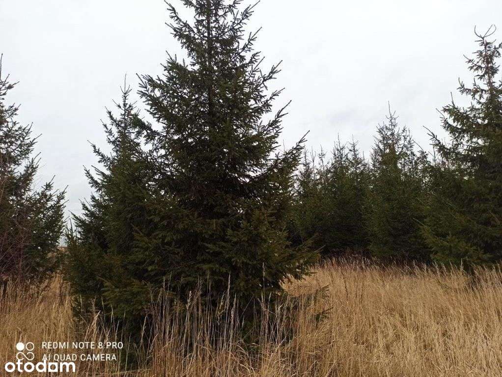 Nowe Miasto-działka budowlana 5662 m2-1