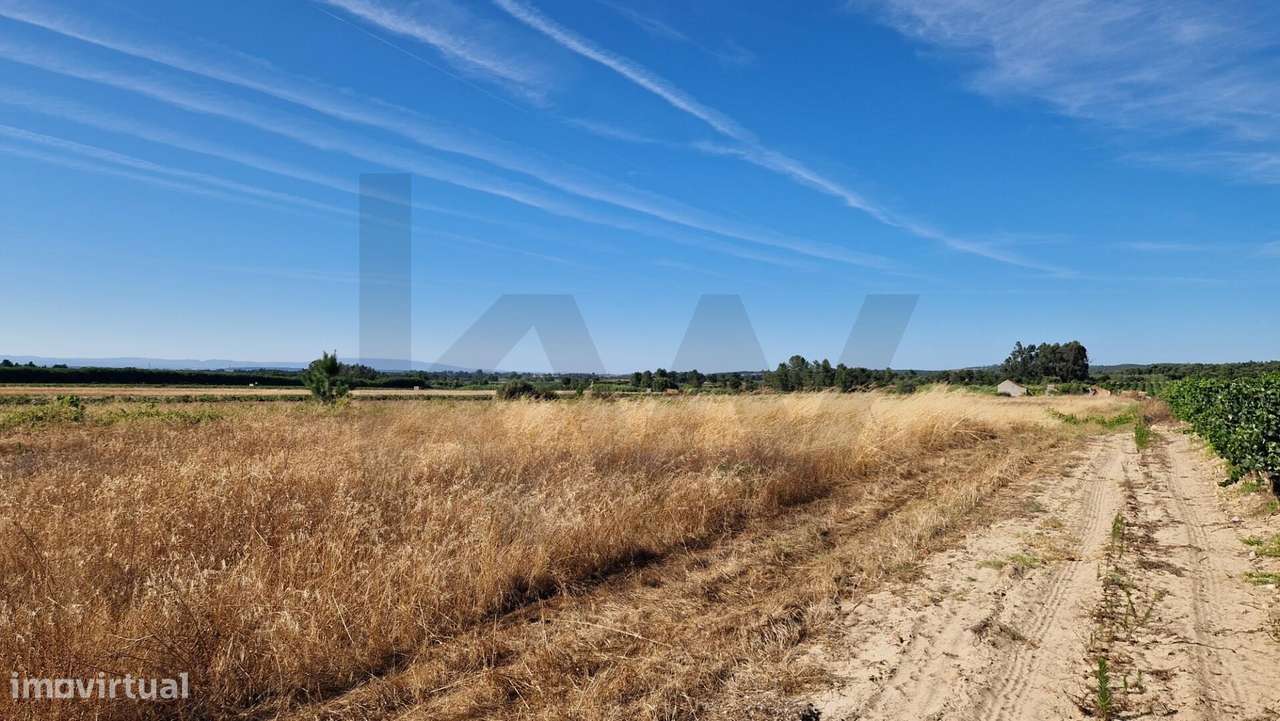 Terreno Rústico com Moradia | 11.600 m2 | Alpiarça - Grande imagem: 5/8