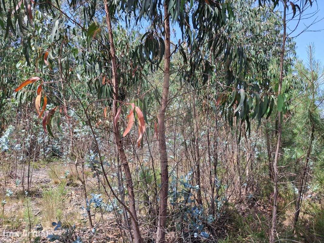 Terreno  para venda - Grande imagem: 2/4