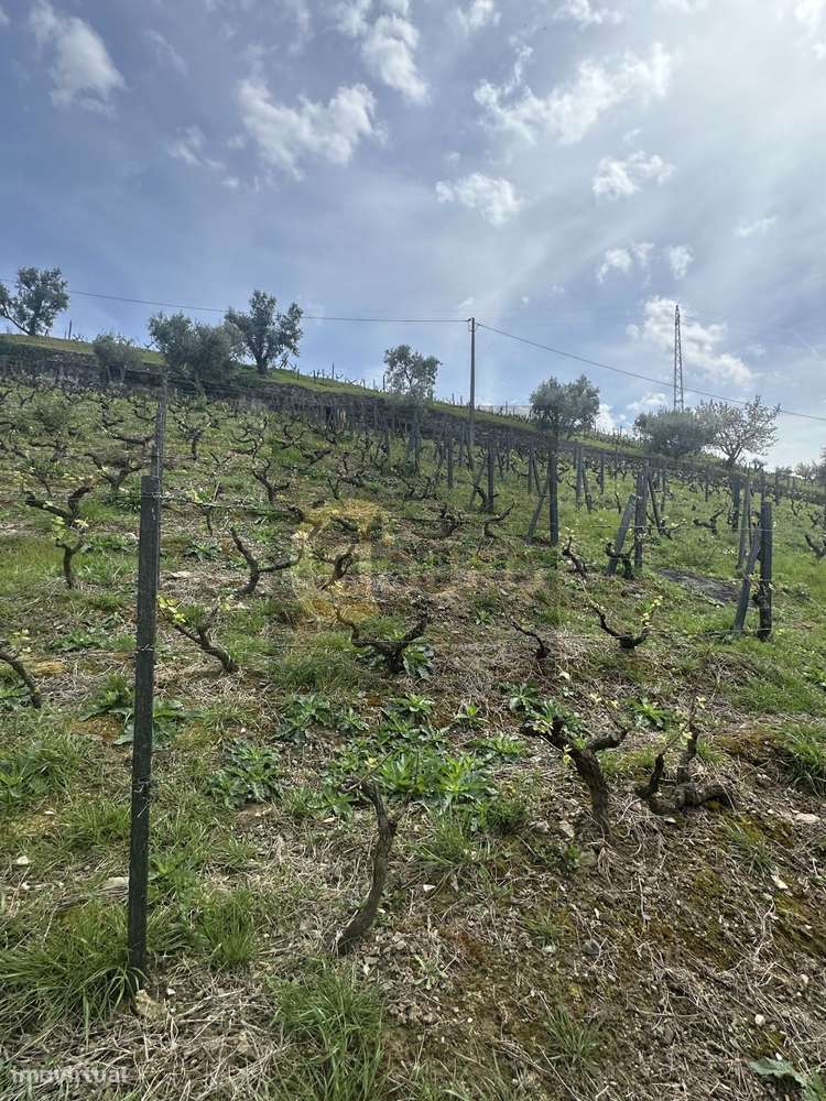 Quinta Brasonada no Douro Superior-19