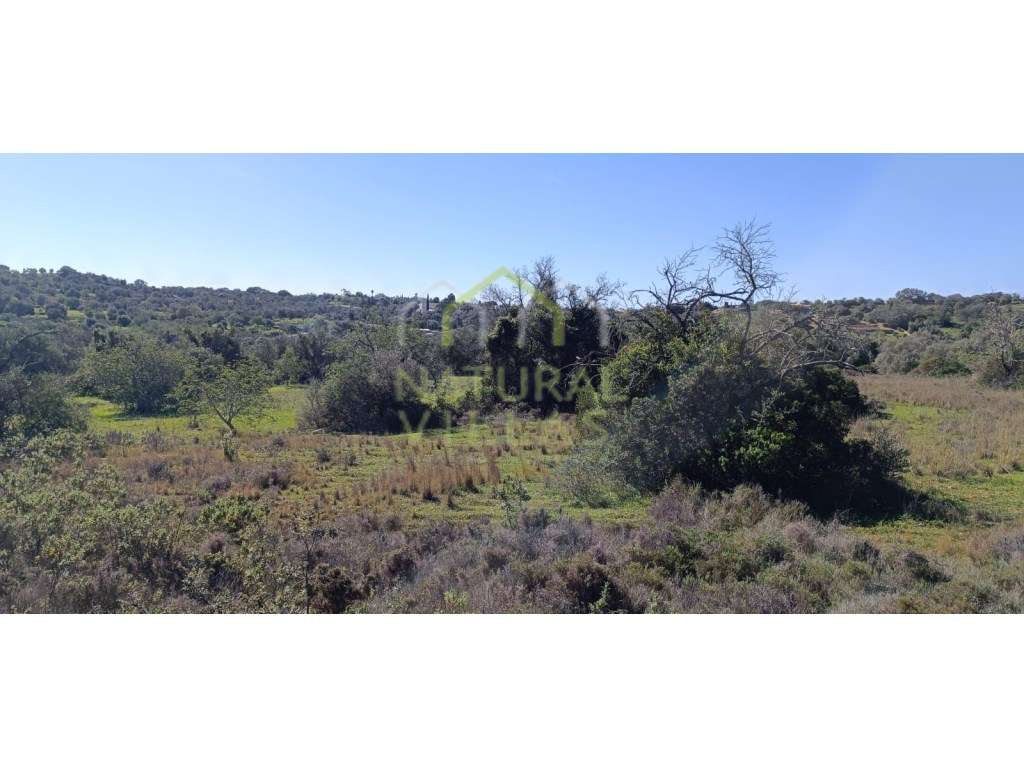 2 Terrenos Rústicos em Agostos, Santa Bárbara de Nexe, pelo Preço d... - Grande imagem: 5/10