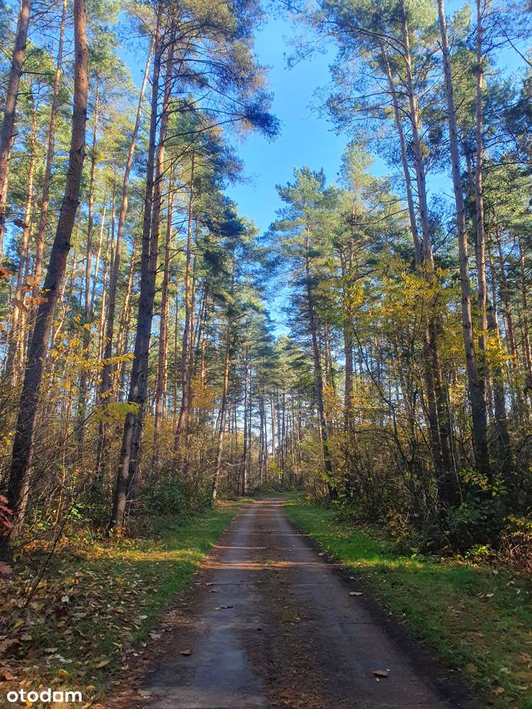 Osada Jagodowa, las, jezioro, cisza, spokój-7