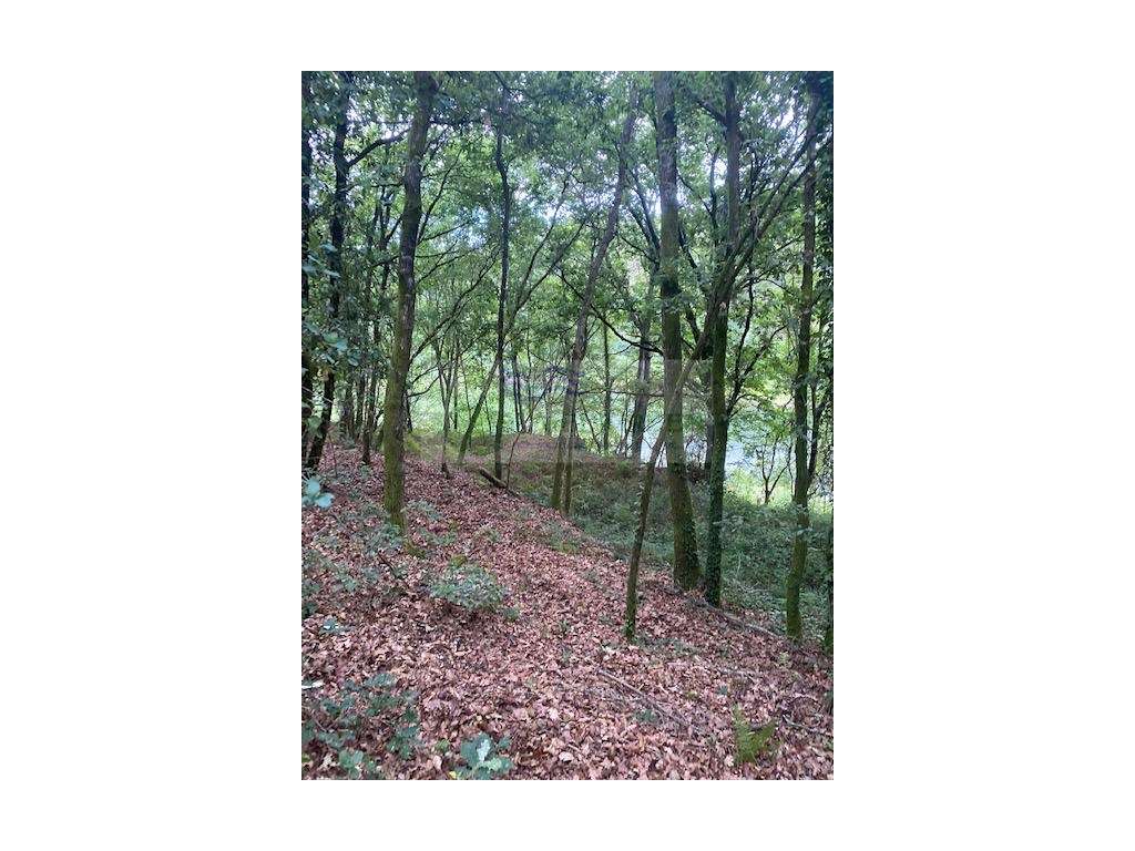 TERRENO DA FOZ DO RIO GAIA, AFLUENTE DO RIO VOUGA EM ARCOZELO DAS M... - Grande imagem: 2/8