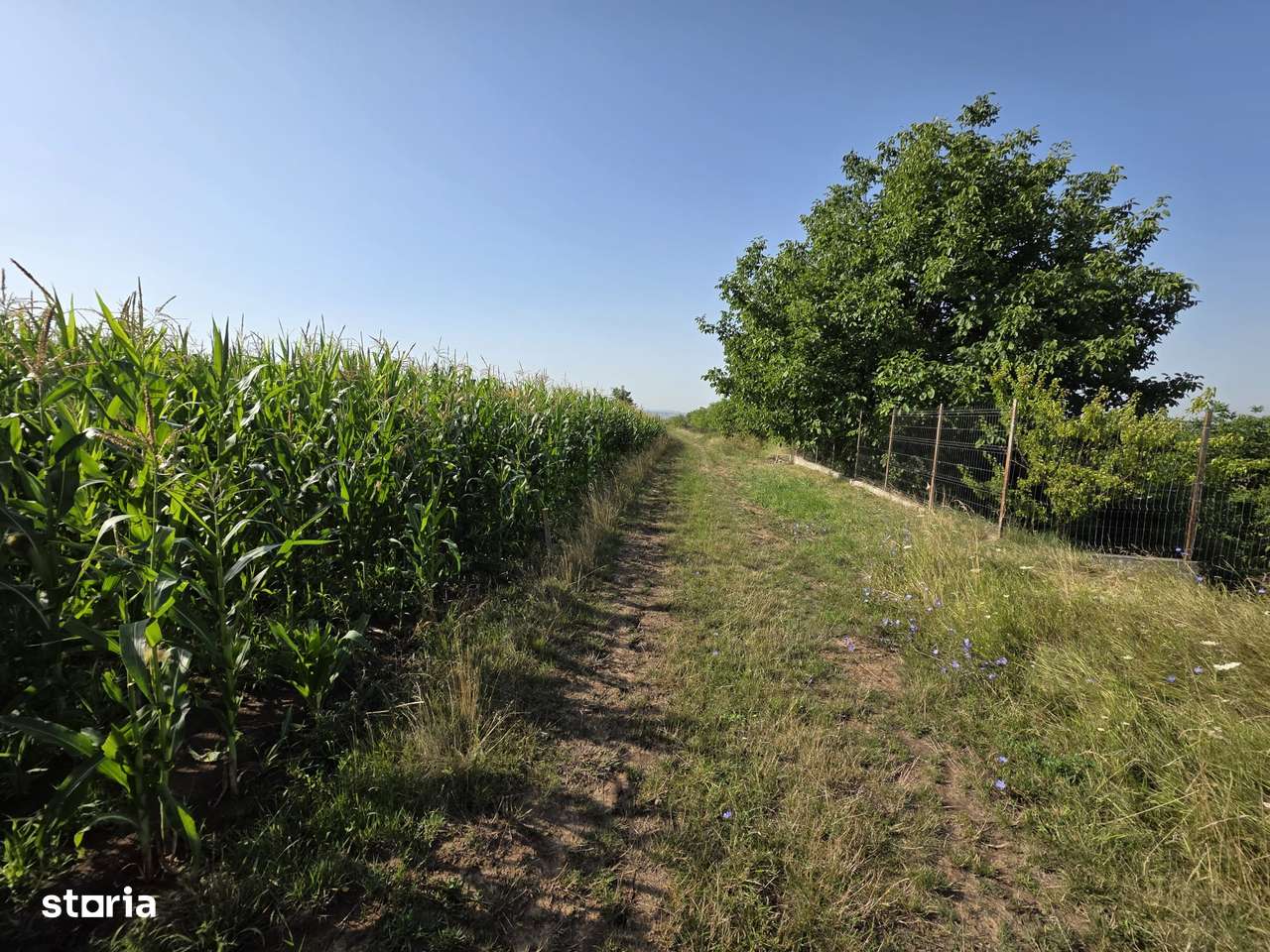 Teren in Sancraiul de Mures, 5800 mp, utilitati la 50 m, padure - Imagine principală: 5/6