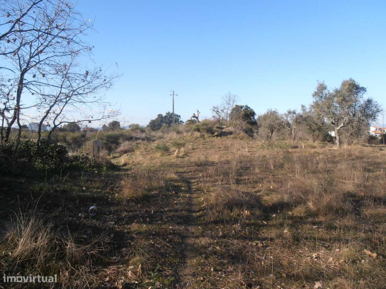 Quinta-5