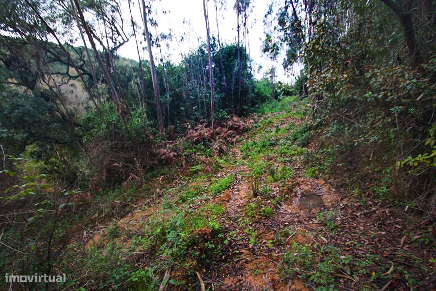 Grande propriedade, com floresta e 2 ruínas, Fraldeu, Óbidos-20