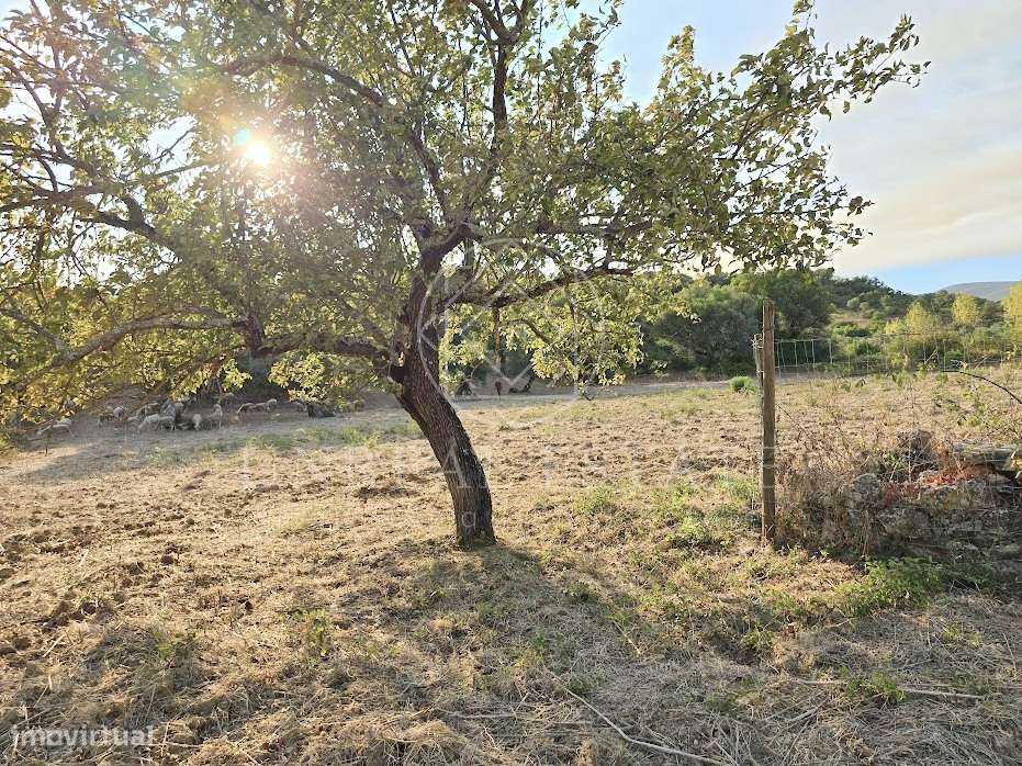 Terreno Misto  Venda em Torres Novas (São Pedro), Lapas e Ribeira Bran-16