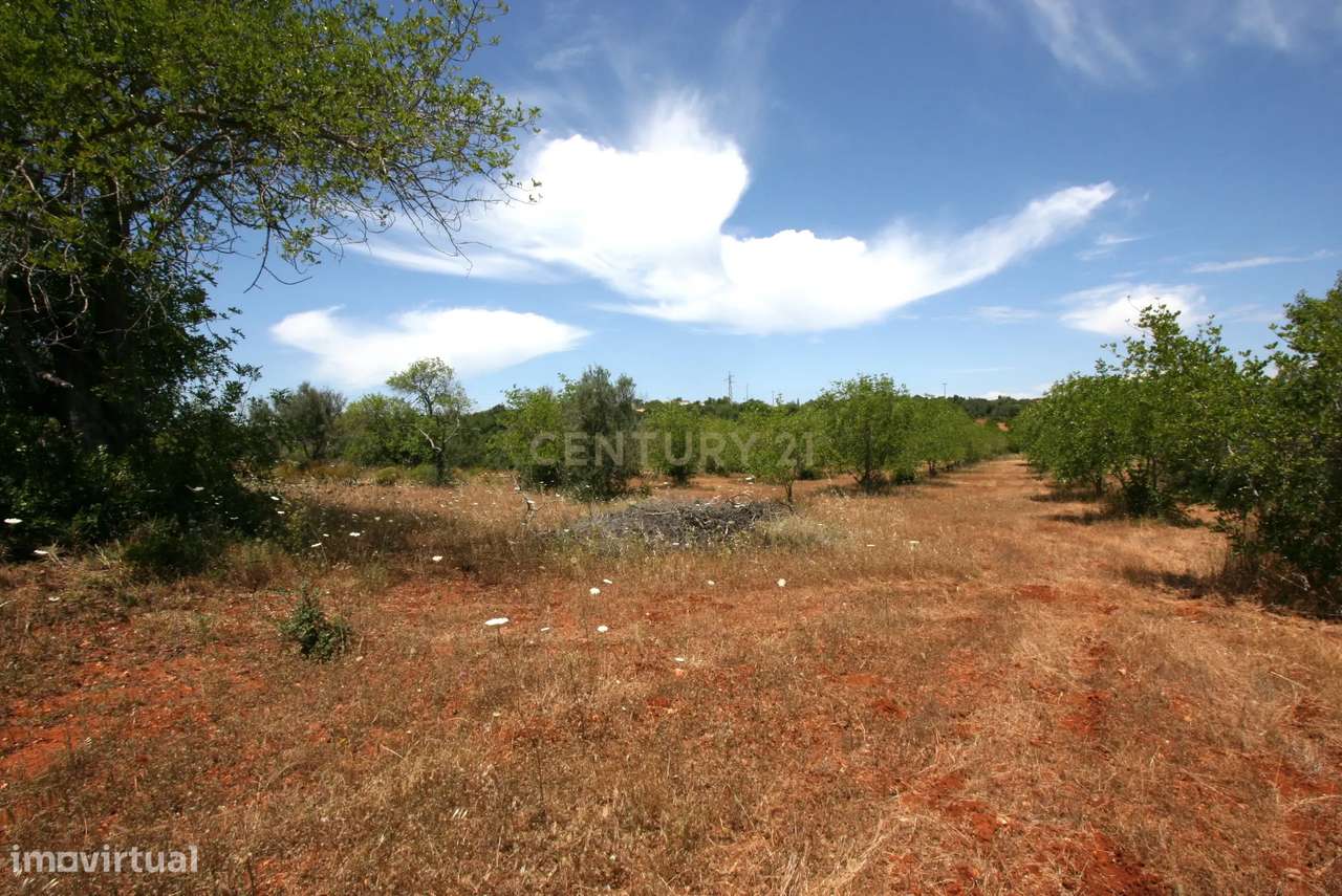 Terreno rustico com 50 Alfarrobeiras e muito bom acesso, S.B. Messines - Grande imagem: 3/13