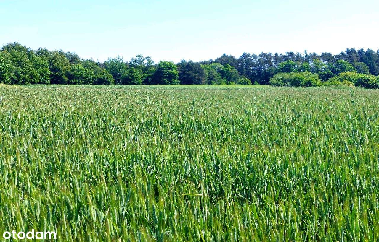 działka budowlana blisko lasu,Topola, gmina Izbica - Pełny obrazek: 5/16