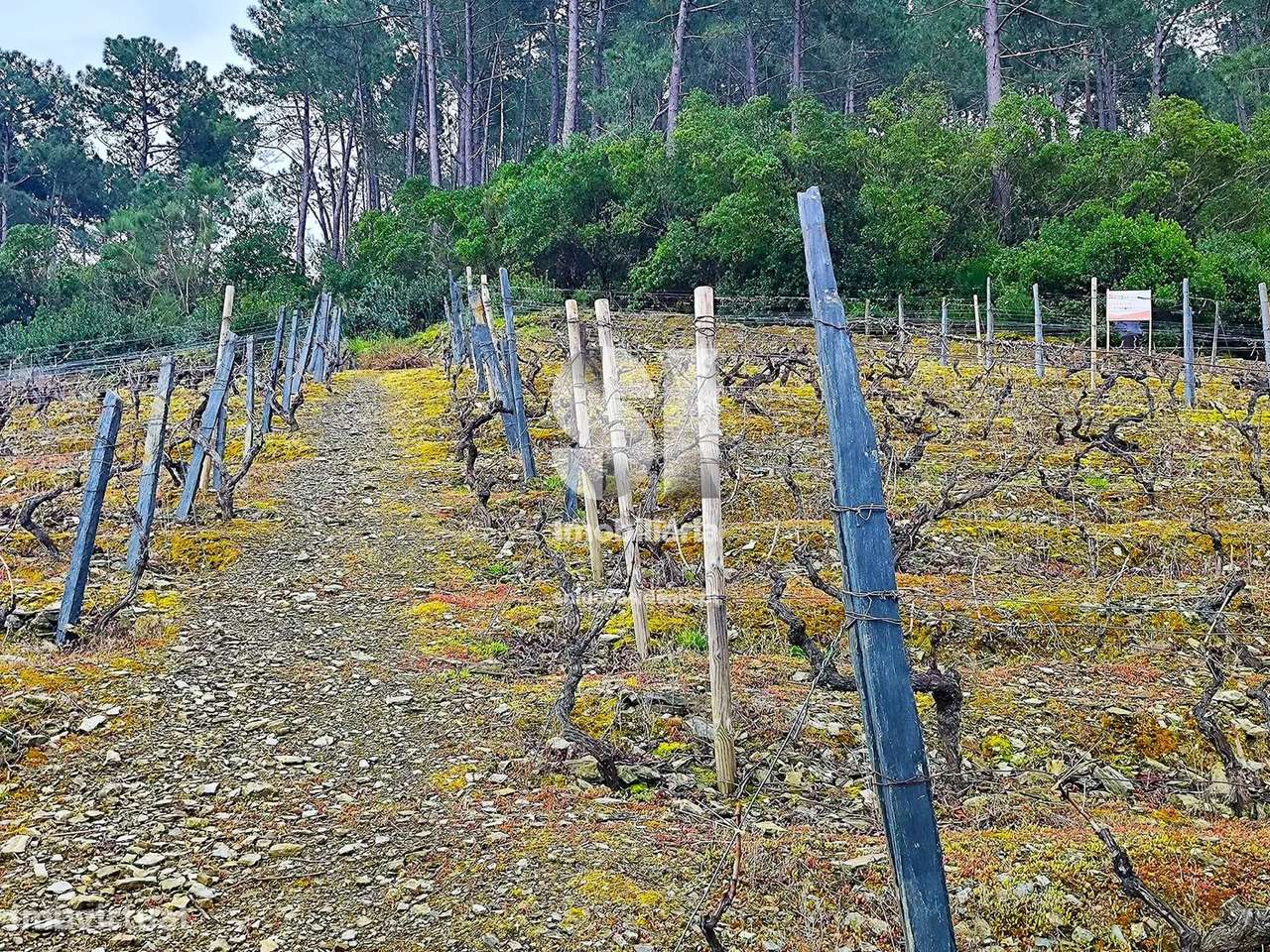 Terreno em Vila real - Grande imagem: 4/16