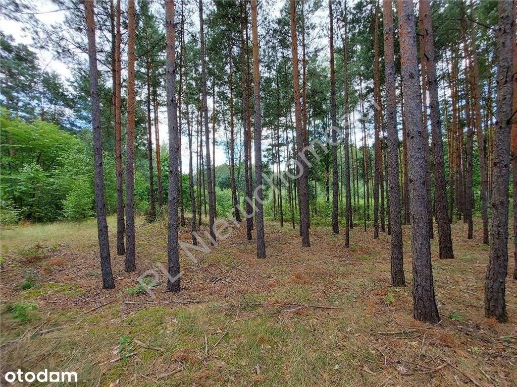 Nie Będzie Nas, Będzie Las... - Pełny obrazek: 4/13