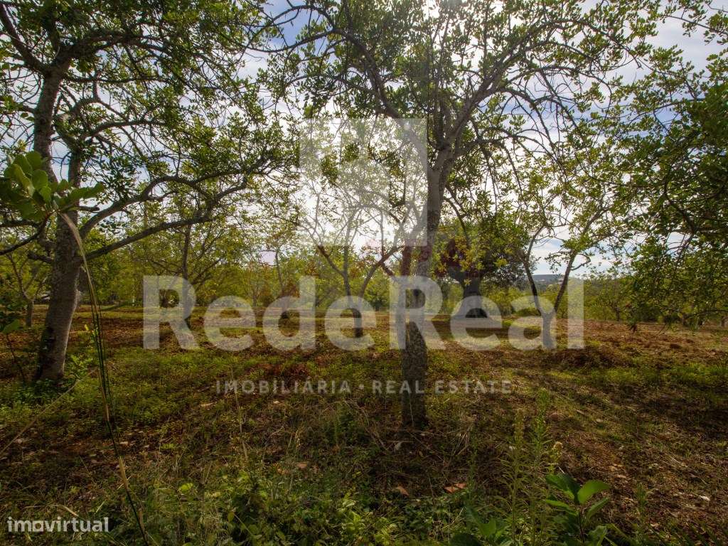 Moradia com 1. 556 hectares com furo e água da rede-12