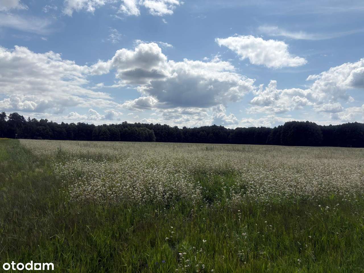 Grunt rolny - 85 ha - Pełny obrazek: 4/4