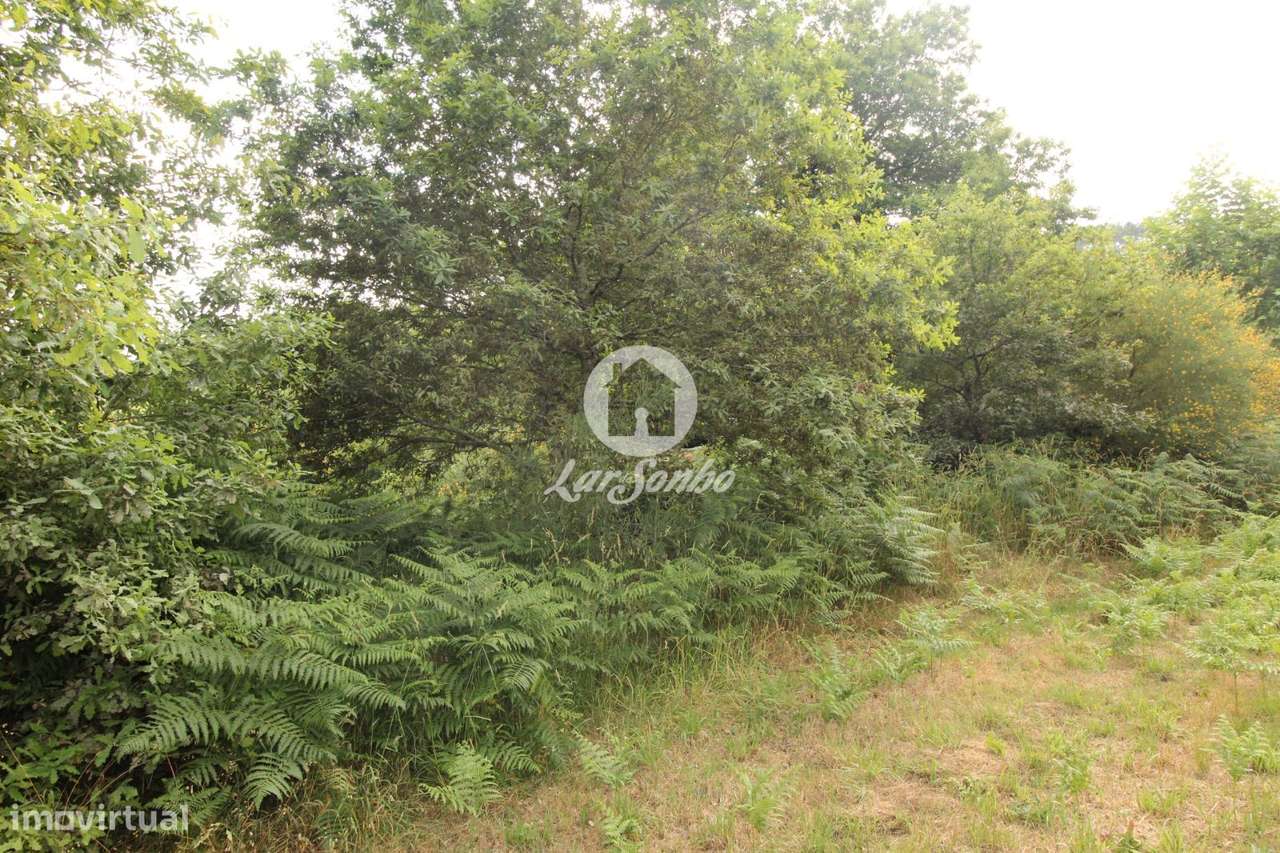 Terreno Agrícola em Borba da Montanha -Celorico de Basto - Grande imagem: 4/4