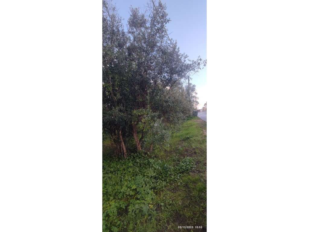 Casa para restauro com 6000m2 de terreno, localização única entre a...-12