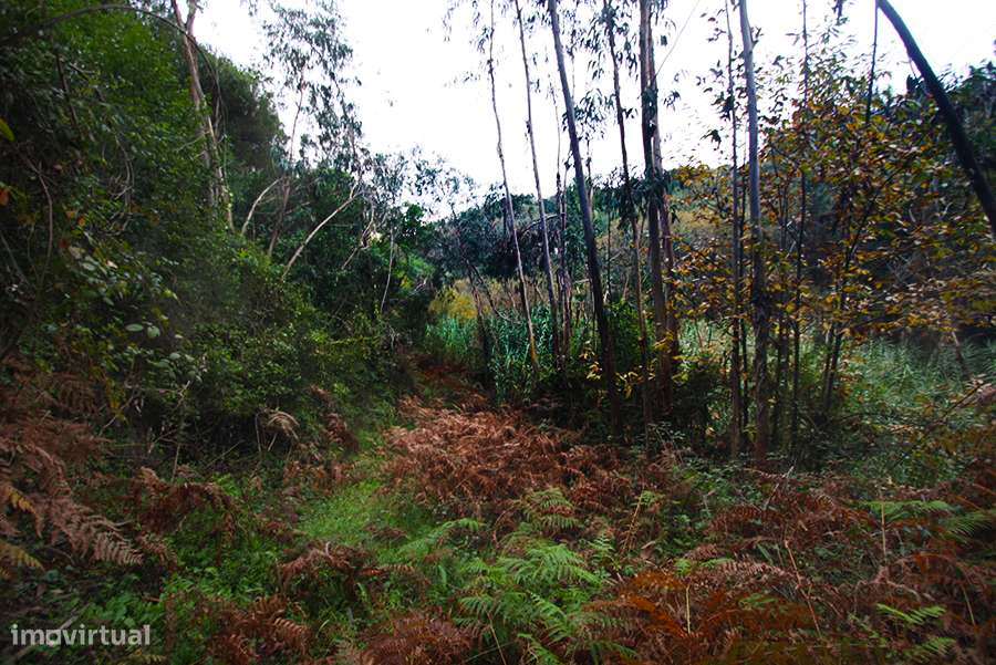 Grande propriedade, com floresta e 2 ruínas, Fraldeu, Óbidos-21