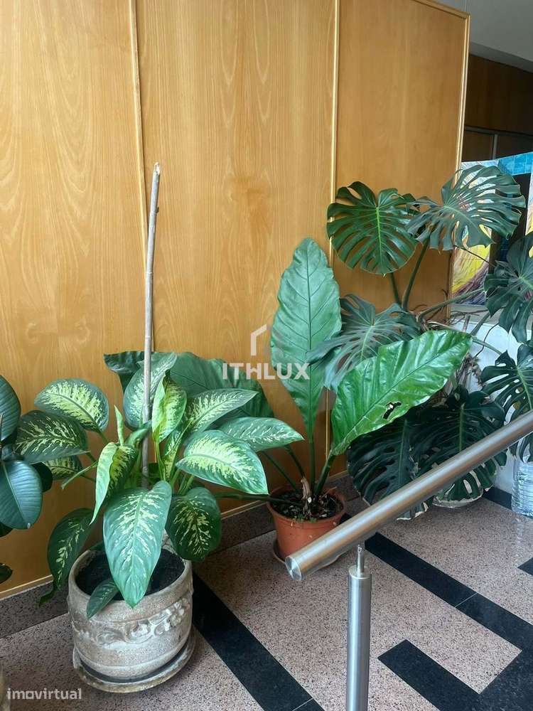 T3 remodelado a estrear Feijó - Grande imagem: 4/20