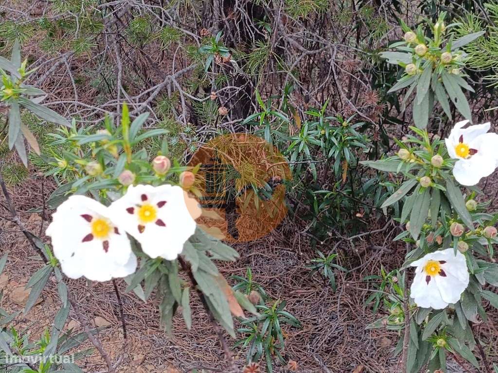 TERRENO RUSTICO COM 5.920 M2 - PRÓXIMO DO PIÇARRAL - CASTRO MARIM -... - Grande imagem: 4/36