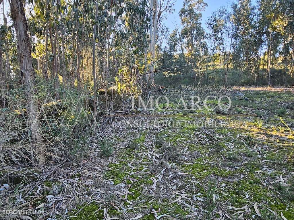 Terreno Rústico com 45.900 m² - Pedraça, Cabeceiras de Basto-18