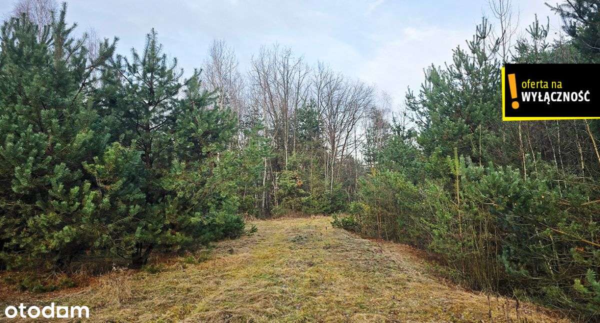 Siedlisko z własnym lasem i budynkami w Górnowoli - Pełny obrazek: 5/10