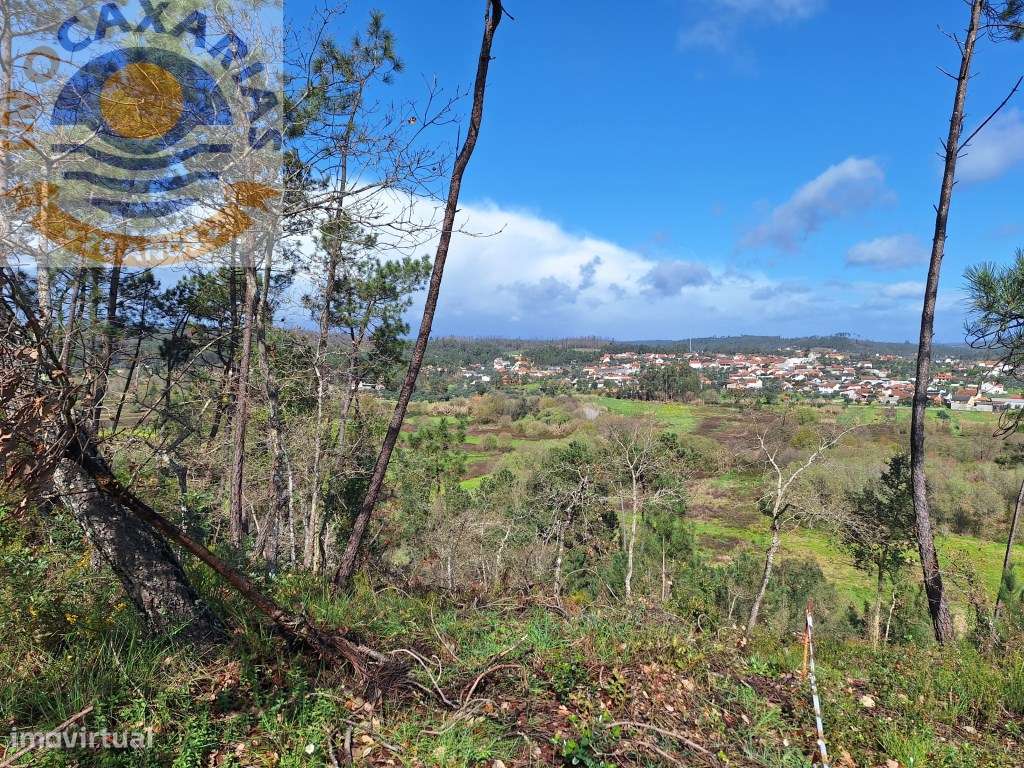 Terreno rústico com olival, vinha e pinhal. - Grande imagem: 5/7
