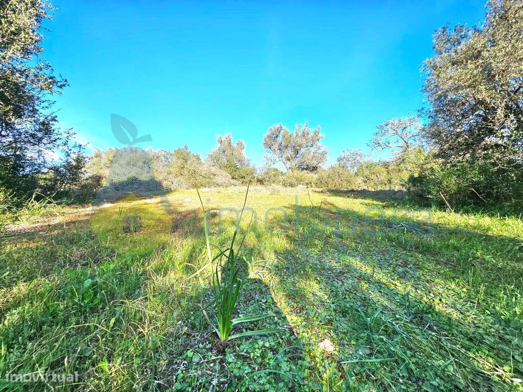 Terreno fértil em zona rural, para agricultura, projeto florestal, ... - Grande imagem: 2/13